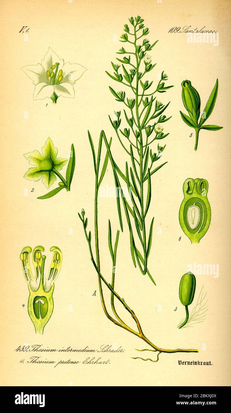 Illustration Thesium pyrenaicum0. Stock Photo