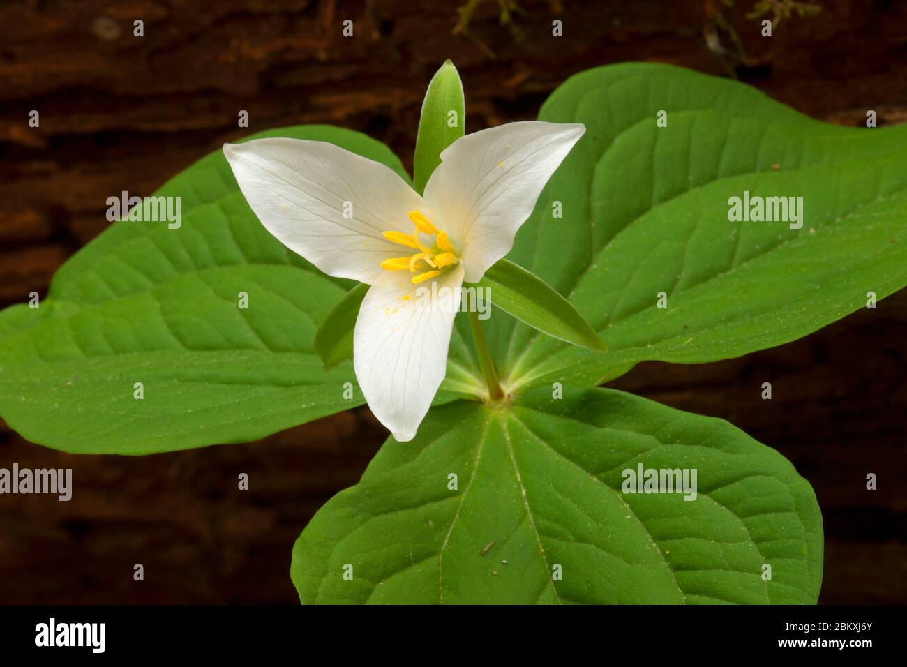 Western trillium (Trillium ovatum), McDowell Creek Falls County Park, Linn County, Oregon Stock Photo