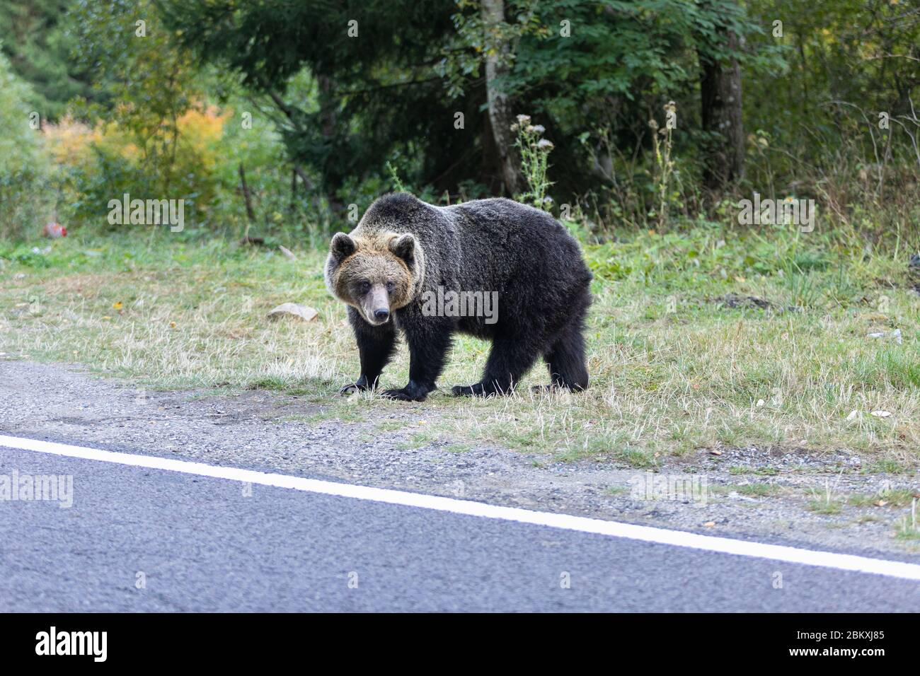 encounter wild brown bear in forest on the road near Transfagarash highway European Romania Transilvania Stock Photo