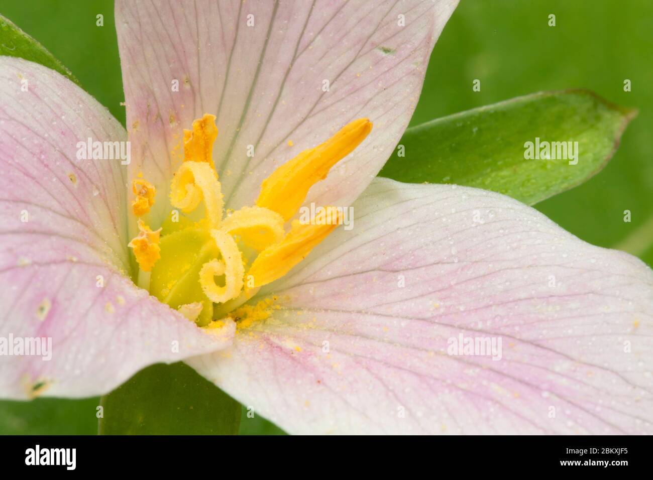 Western trillium (Trillium ovatum), McDowell Creek Falls County Park, Linn County, Oregon Stock Photo