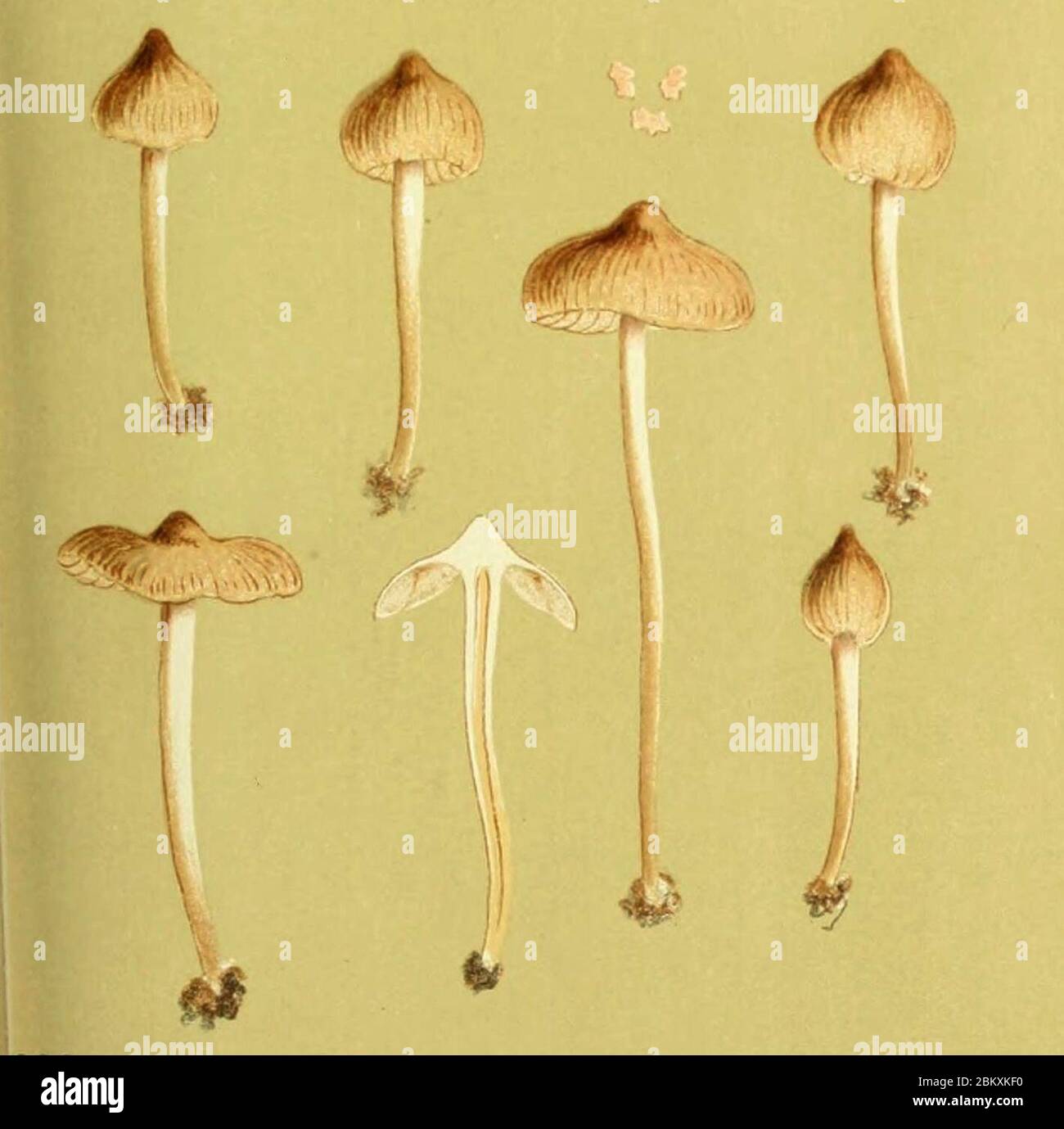 Illustrations of British Fungi. Entoloma mammosum. Stock Photo