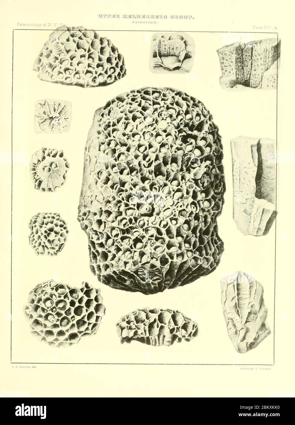 Illustrations of Devonian fossils Stock Photo