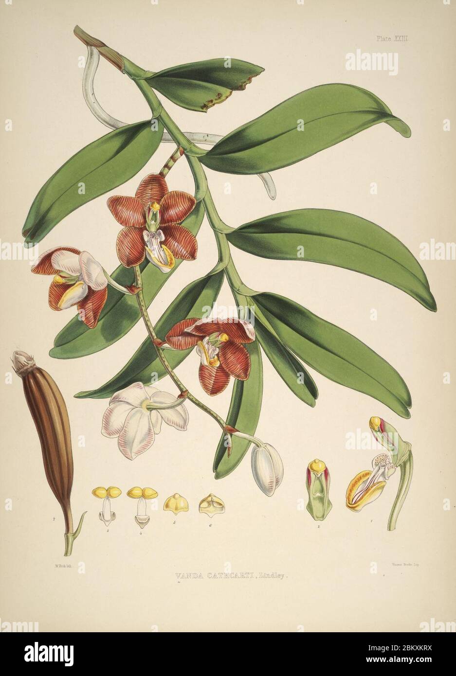 Illustrations of Himalayan plants (Plate XXIII) Stock Photo