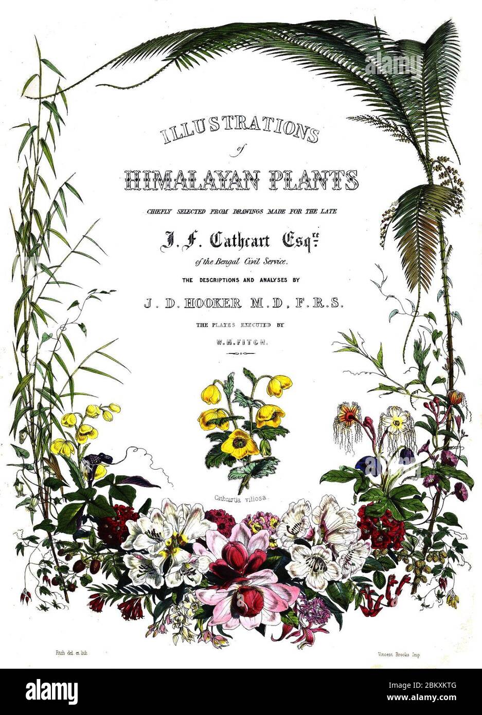 Illustrations of Himalayan plants. Stock Photo