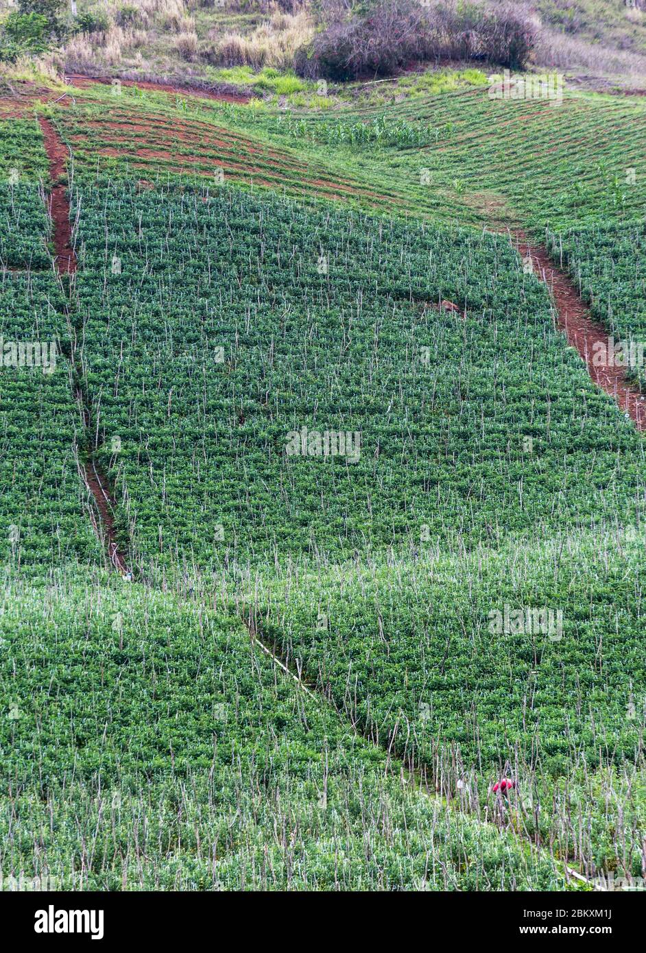dramatic image of farm and agriculture fields in the high country of the caribbean mountains of