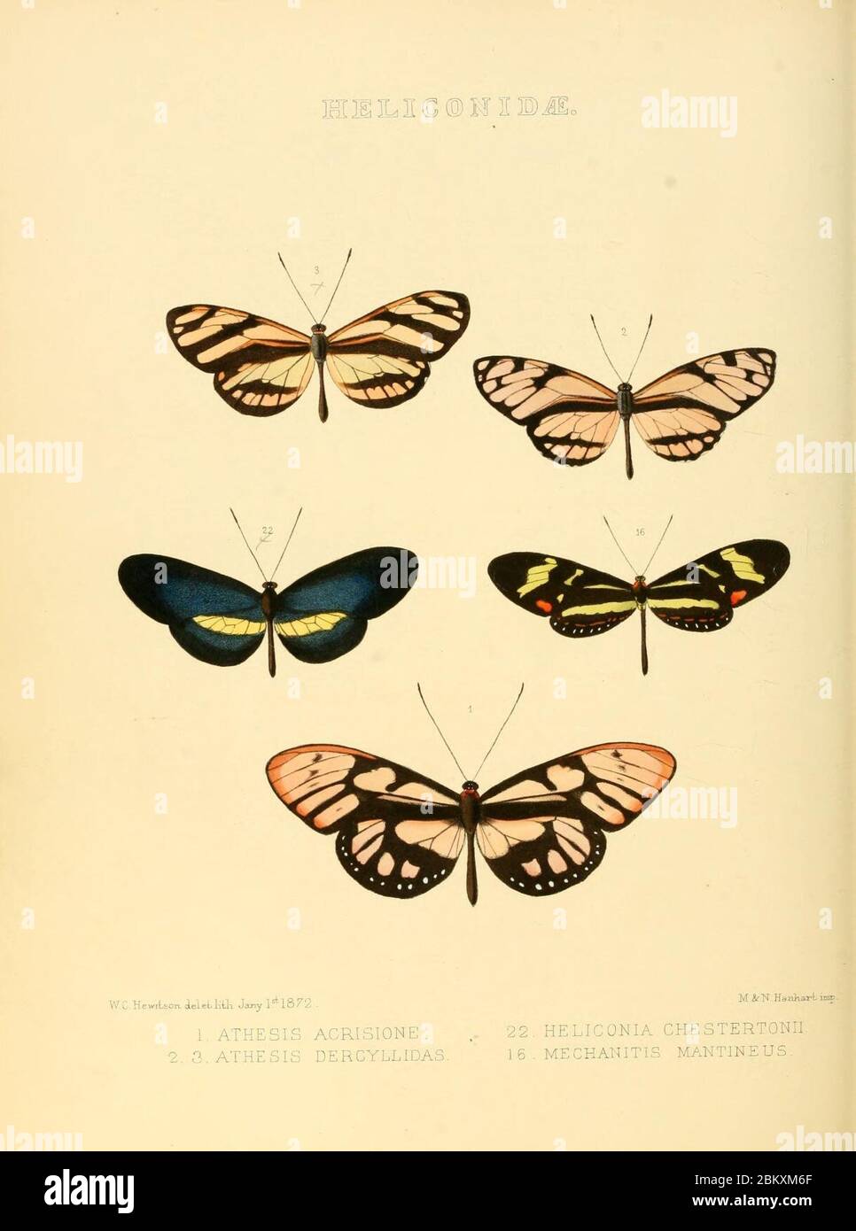 Illustrations of new species of exotic butterflies Stock Photo