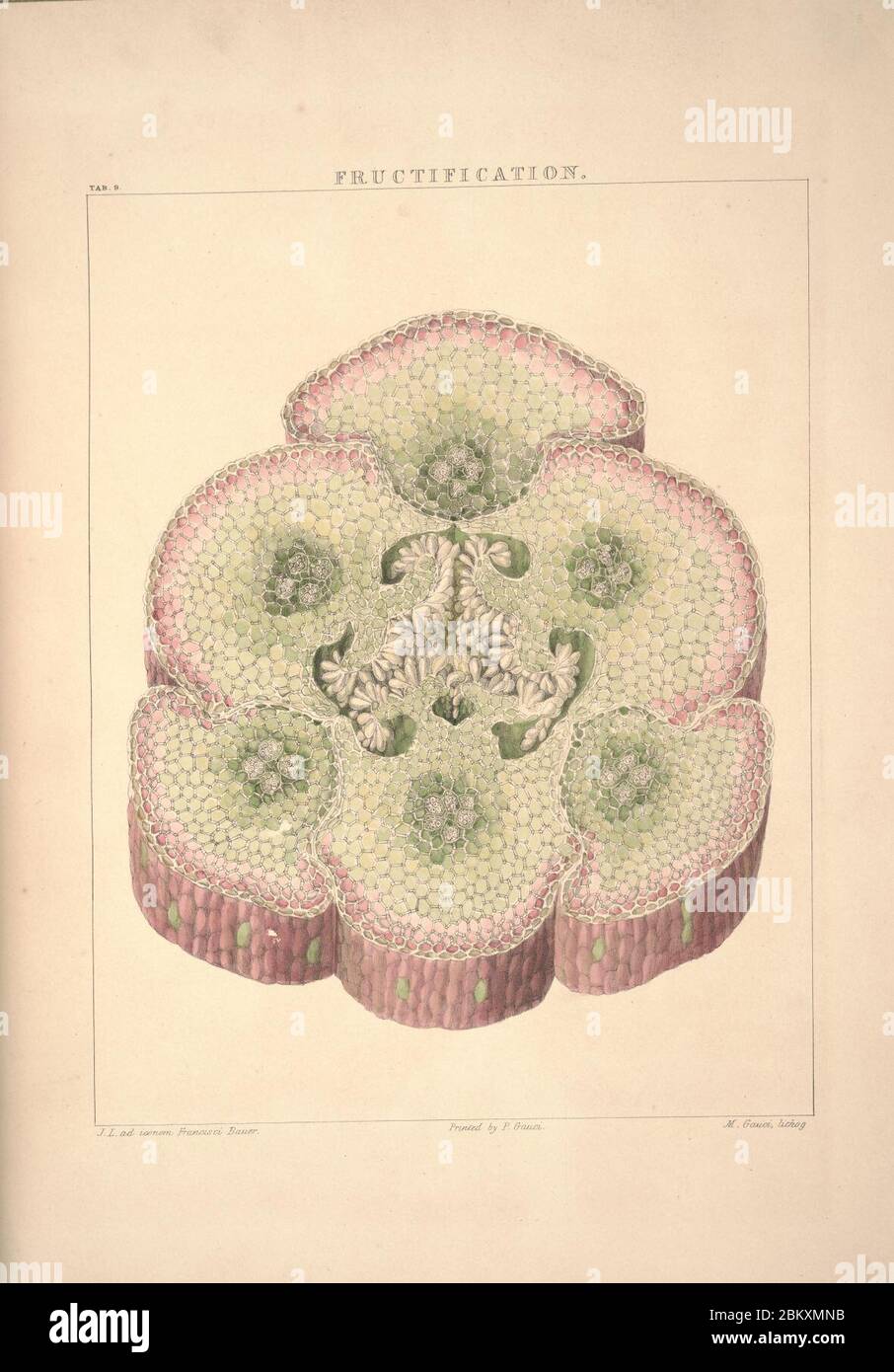 Illustrations of orchidaceous plants (Tab. 9 Stock Photo Alamy