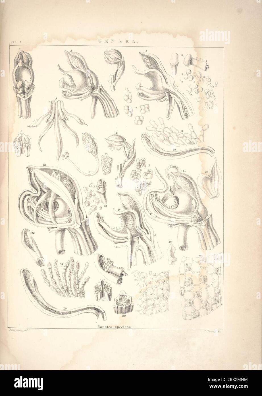 Illustrations of orchidaceous plants (Tab. 13 Stock Photo Alamy