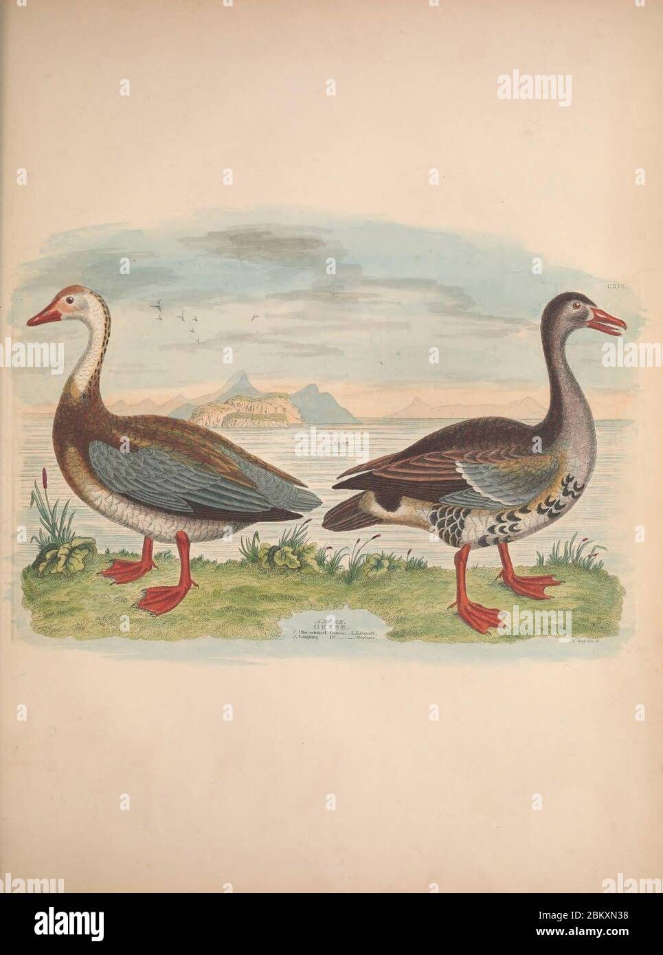 Illustrations of the American ornithology of Alexander Wilson and ...