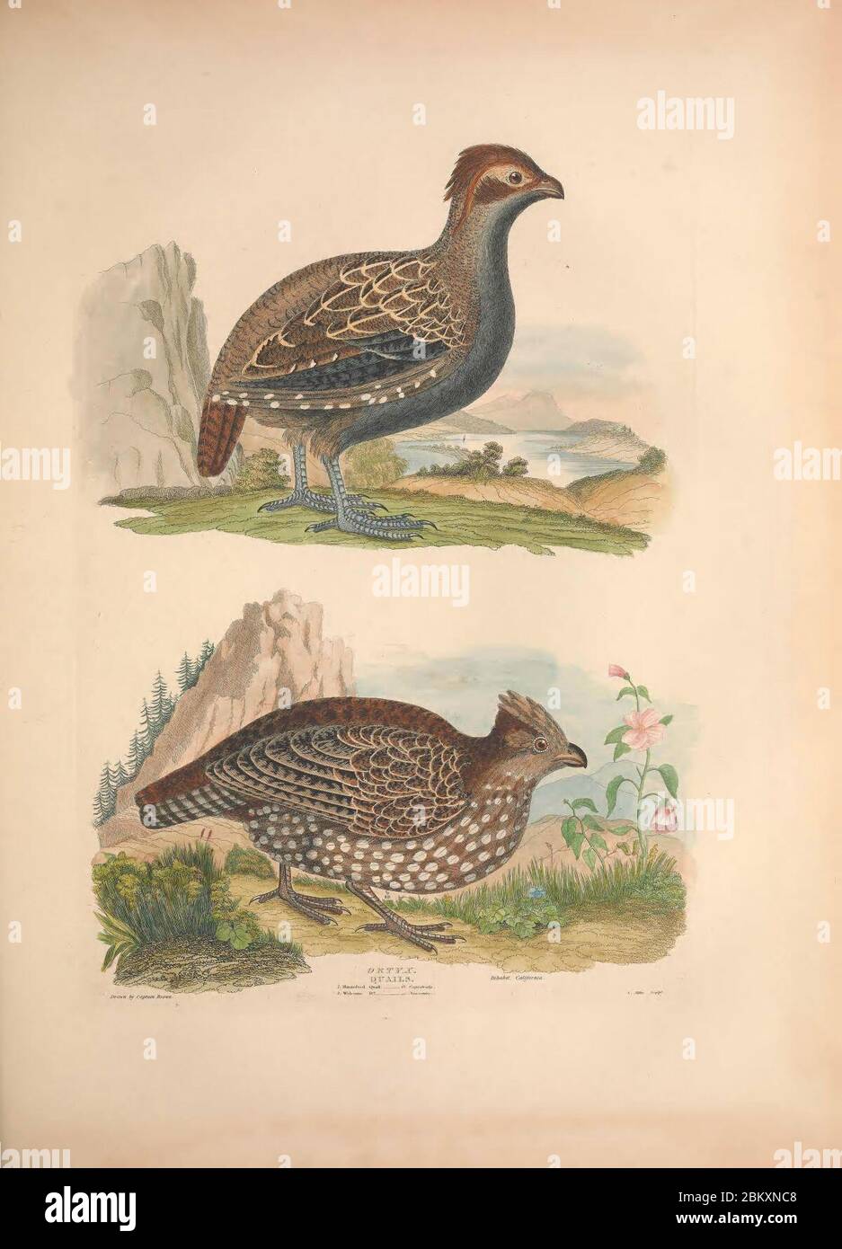 Illustrations of the American ornithology of Alexander Wilson and Charles Lucian Bonaparte Stock Photo