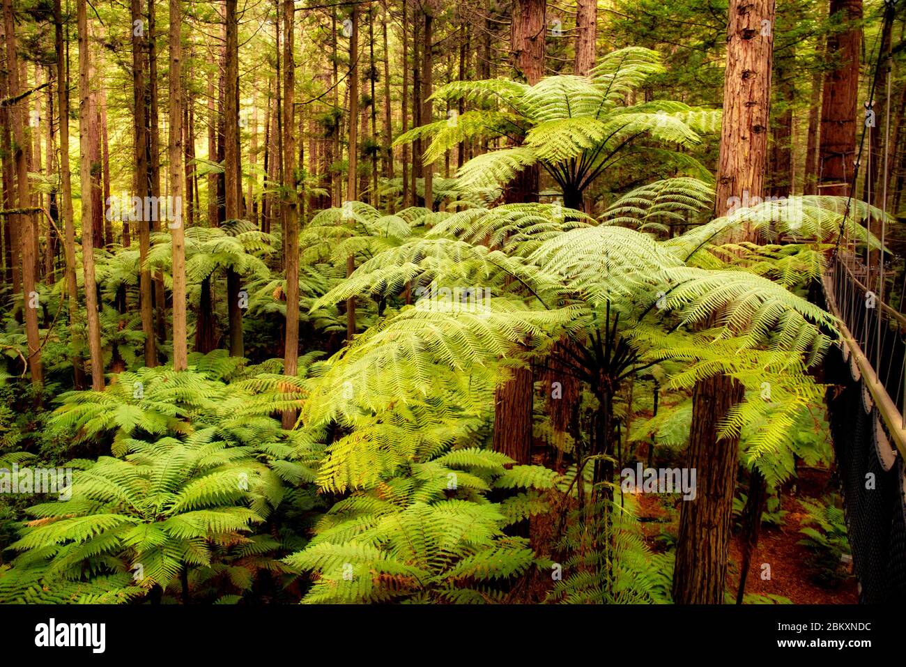 New Zealand native ferns and punga trees growing amidst the giant Californian redwoods in the forest at Whakarewarewa Rotoruua Stock Photo