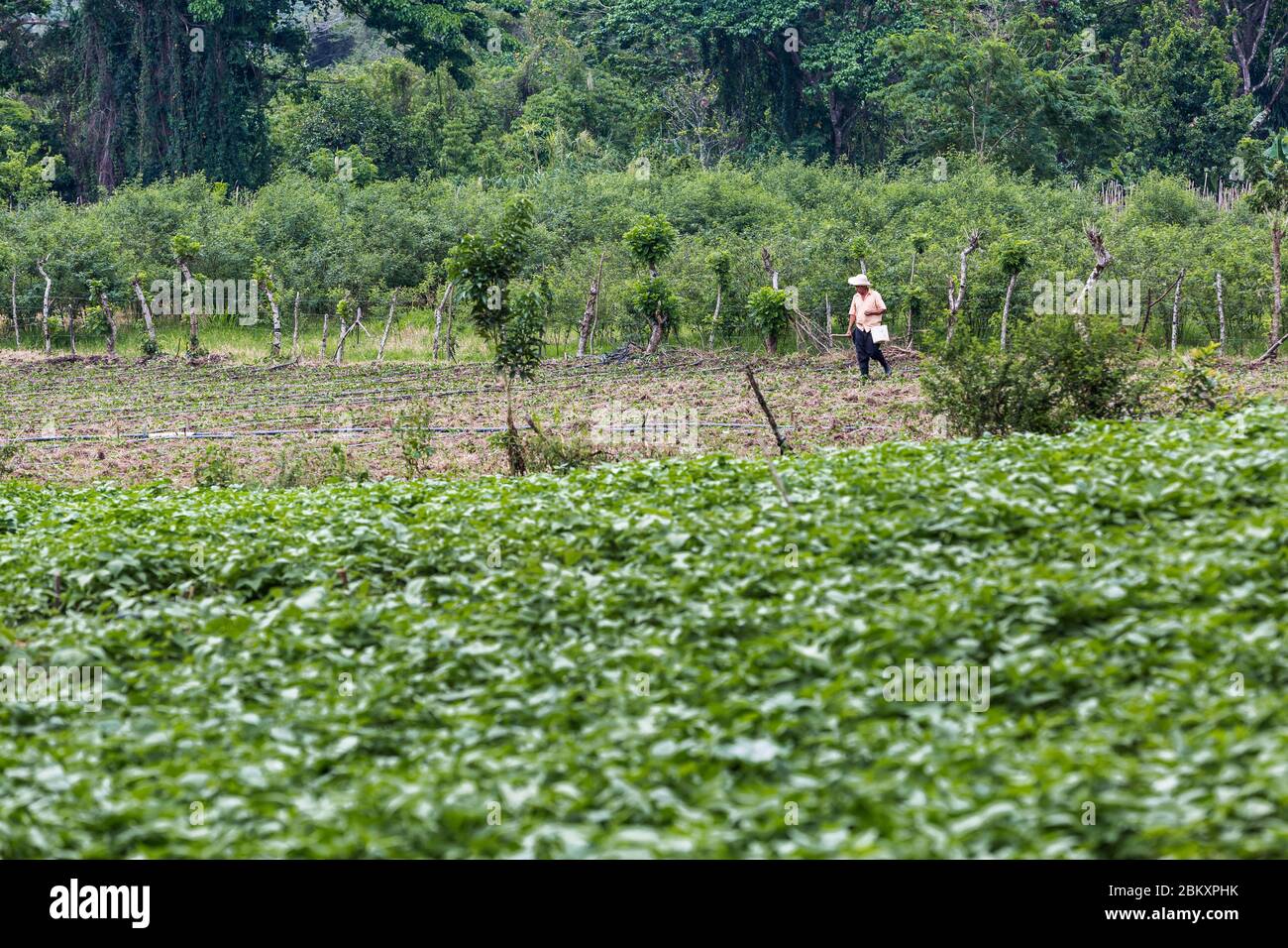 dramatic image of farm and agriculture fields in the high country of the caribbean mountains of