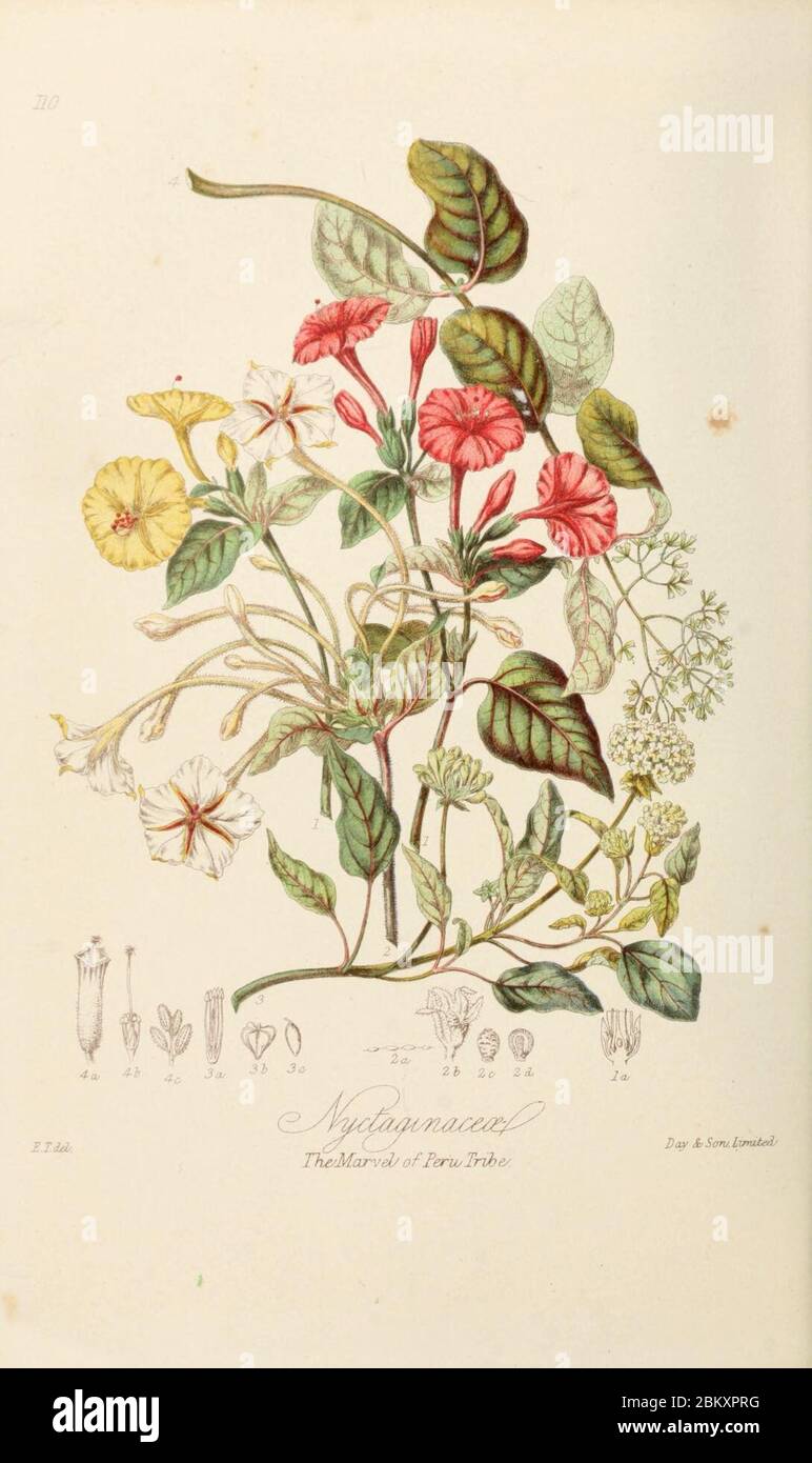 Illustrations of the natural orders of plants with groups and