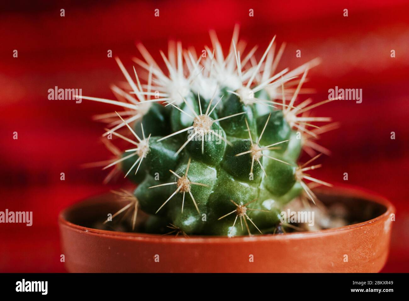 Mexican cactus in the pot, plant in Mexico mexican culture Stock Photo