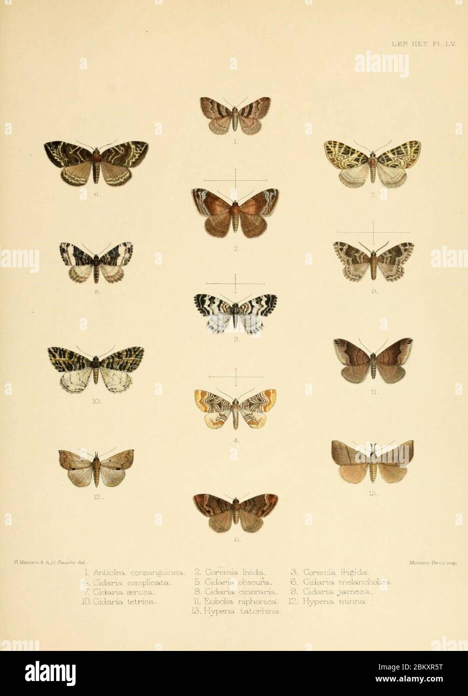 Illustrations of typical specimens of Lepidoptera Heterocera Stock ...