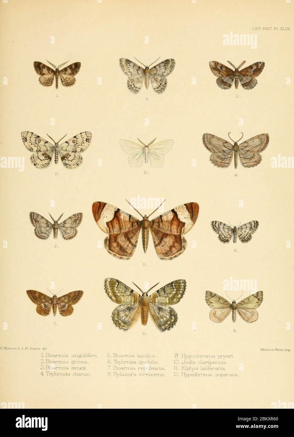 Illustrations of typical specimens of Lepidoptera Heterocera Stock ...