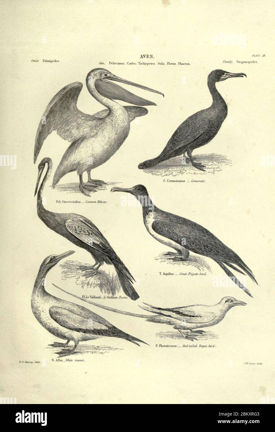 Illustrations of zoology (Plate 39) (6052790451). Stock Photo