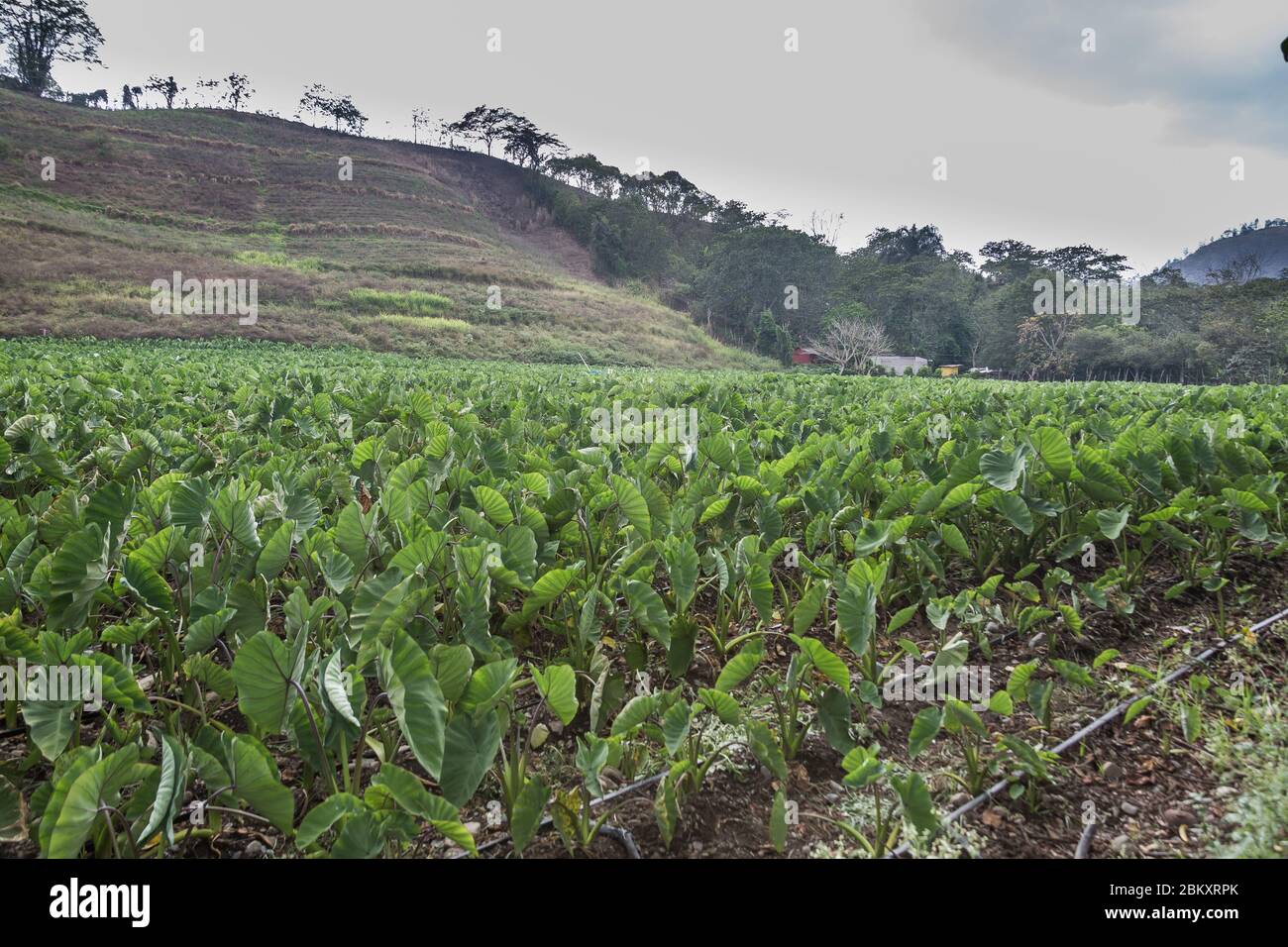dramatic image of a farm and field full of green vegetables in the