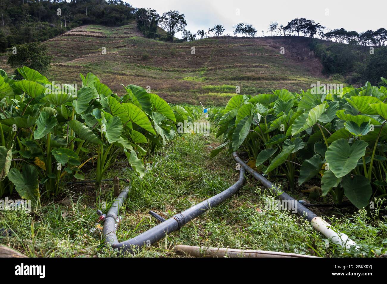 dramatic image of a farm and field full of green vegetables in the