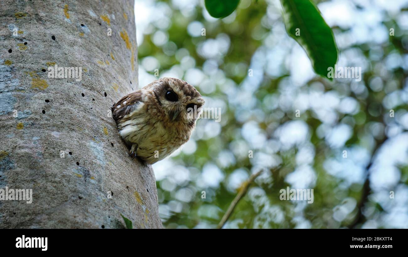 Cuban pigmy owl looking out from its home in the tree trunk Stock Photo