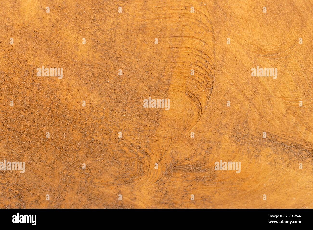Tree trunk after being cut. Wood texture and background. Gangue backdrop. Stock Photo