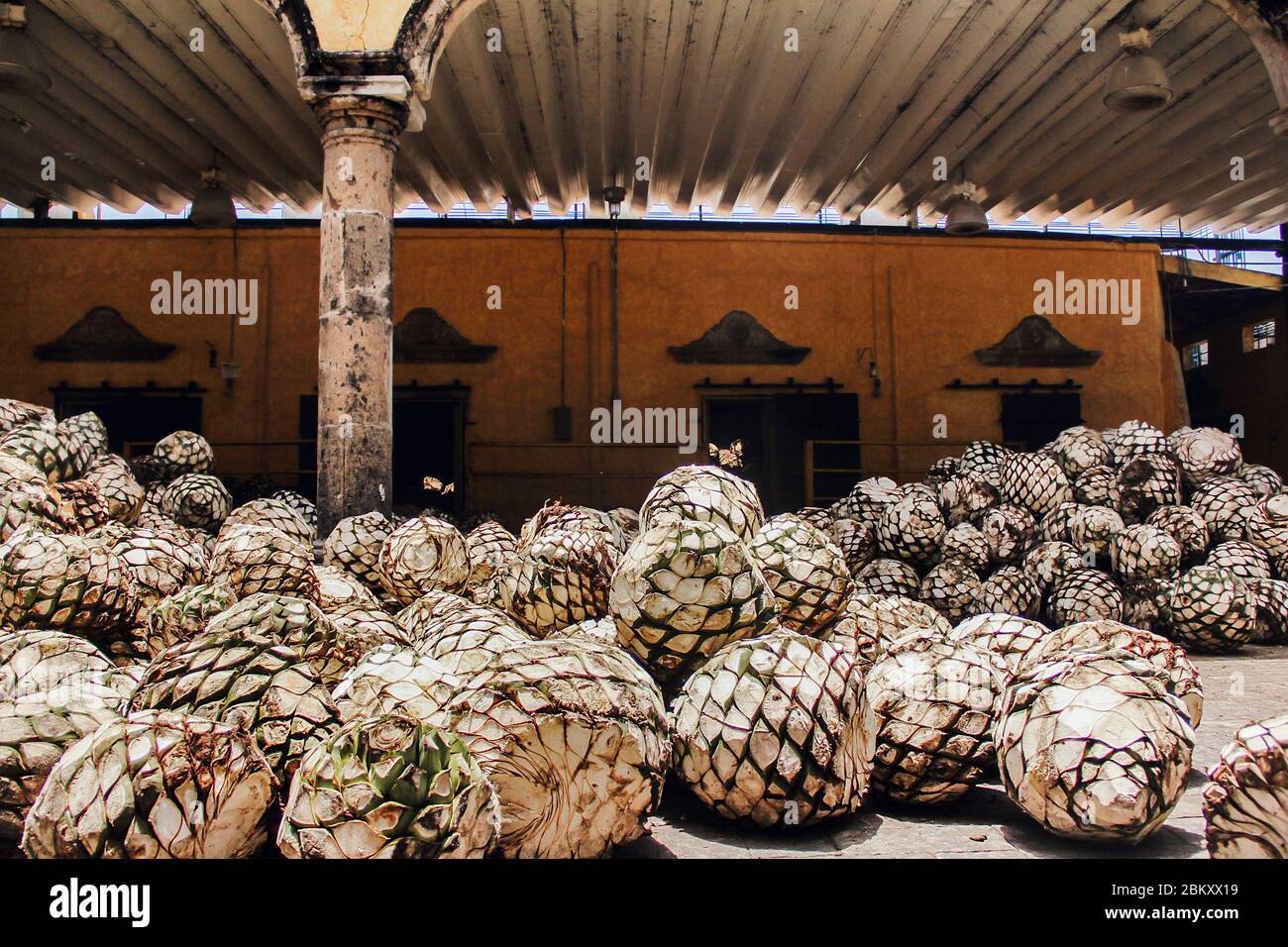 Tequila Agave in distillery waiting for processing, tequila factory
