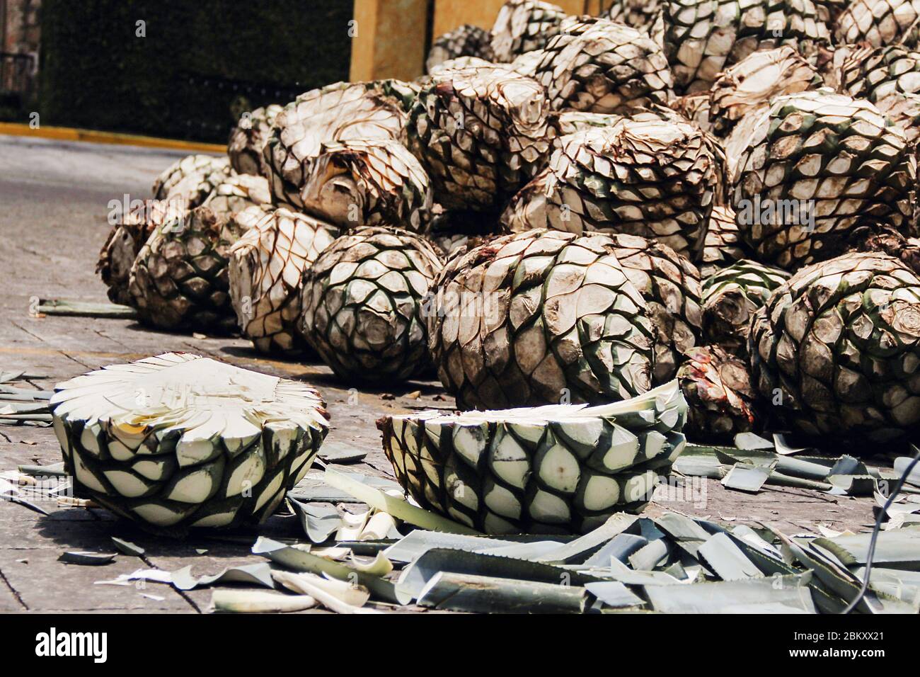 Tequila Agave in distillery waiting for processing, tequila factory