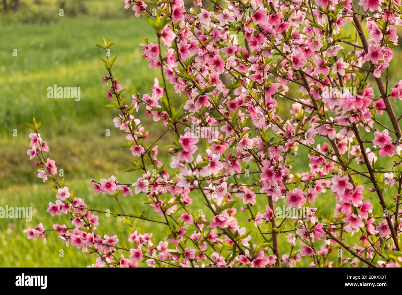 Beautiful peach tree flowers on green background. Stock Photo