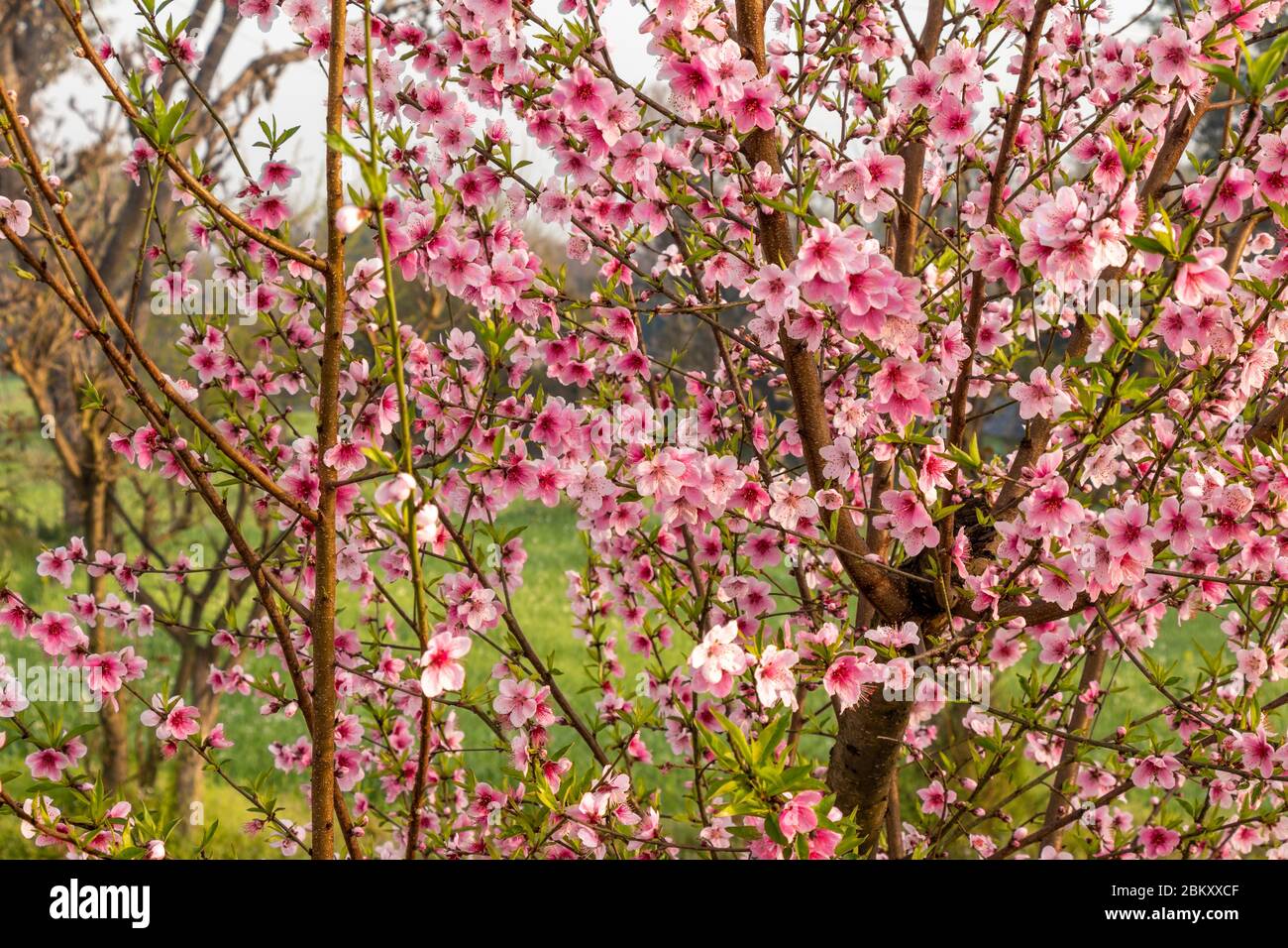 Beautiful peach tree flowers on green background. Stock Photo