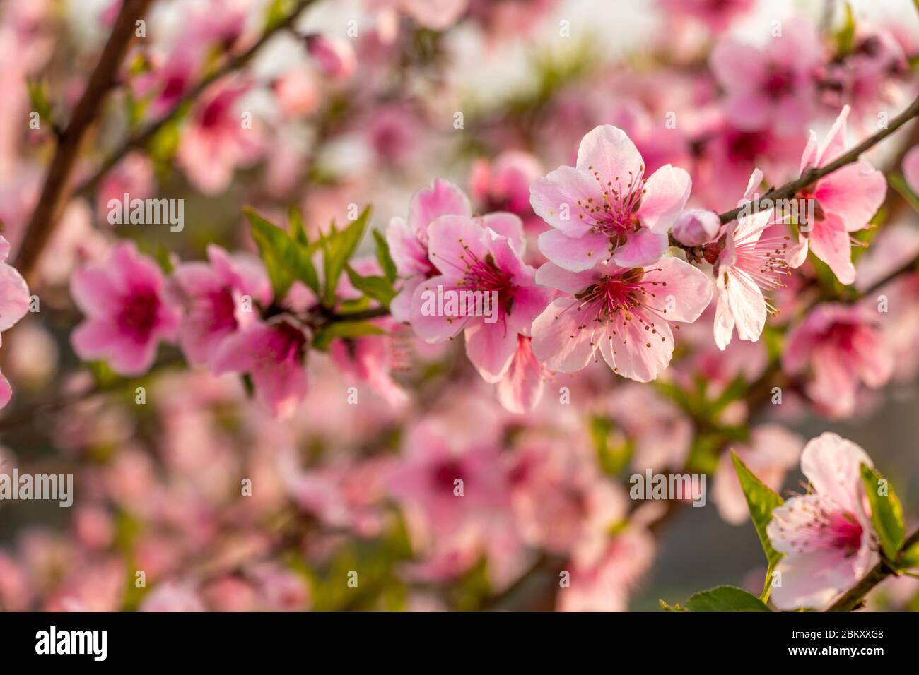 Blooming peach flowers hires stock photography and images Alamy