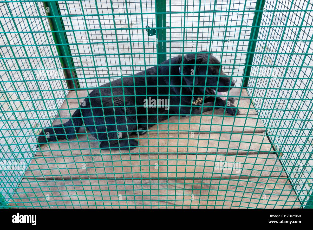 Black labrador retriever dog laying inside the green bar of cage, dogs