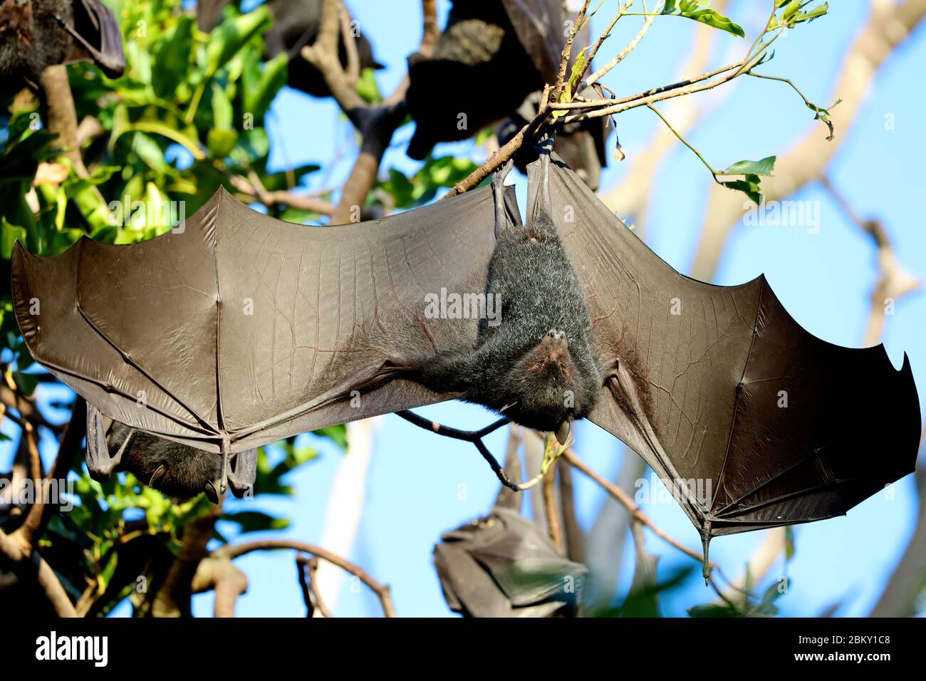 Bats pictures hires stock photography and images Alamy