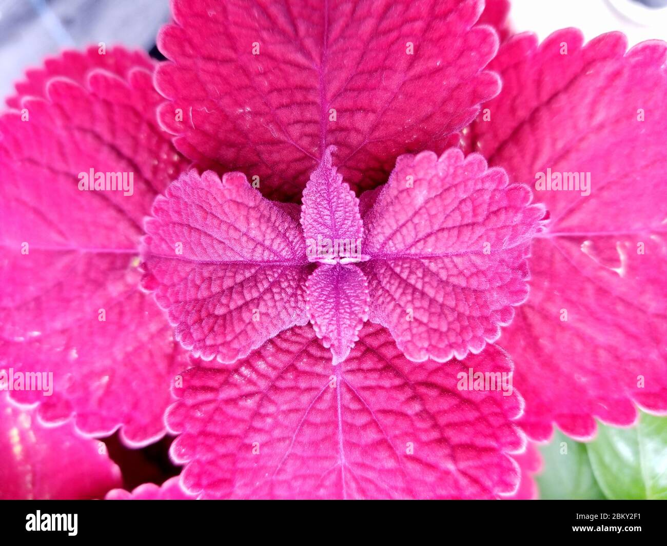 A close up of the leaves of Coleus Wizard Red Velvet plant Stock Photo