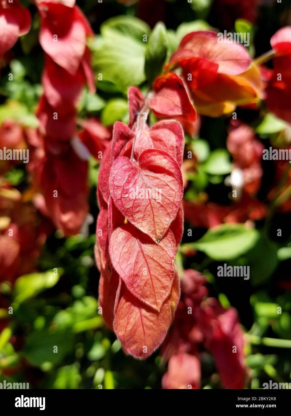 Deep red color of Shrimp plants that attracts hummingbirds Stock Photo