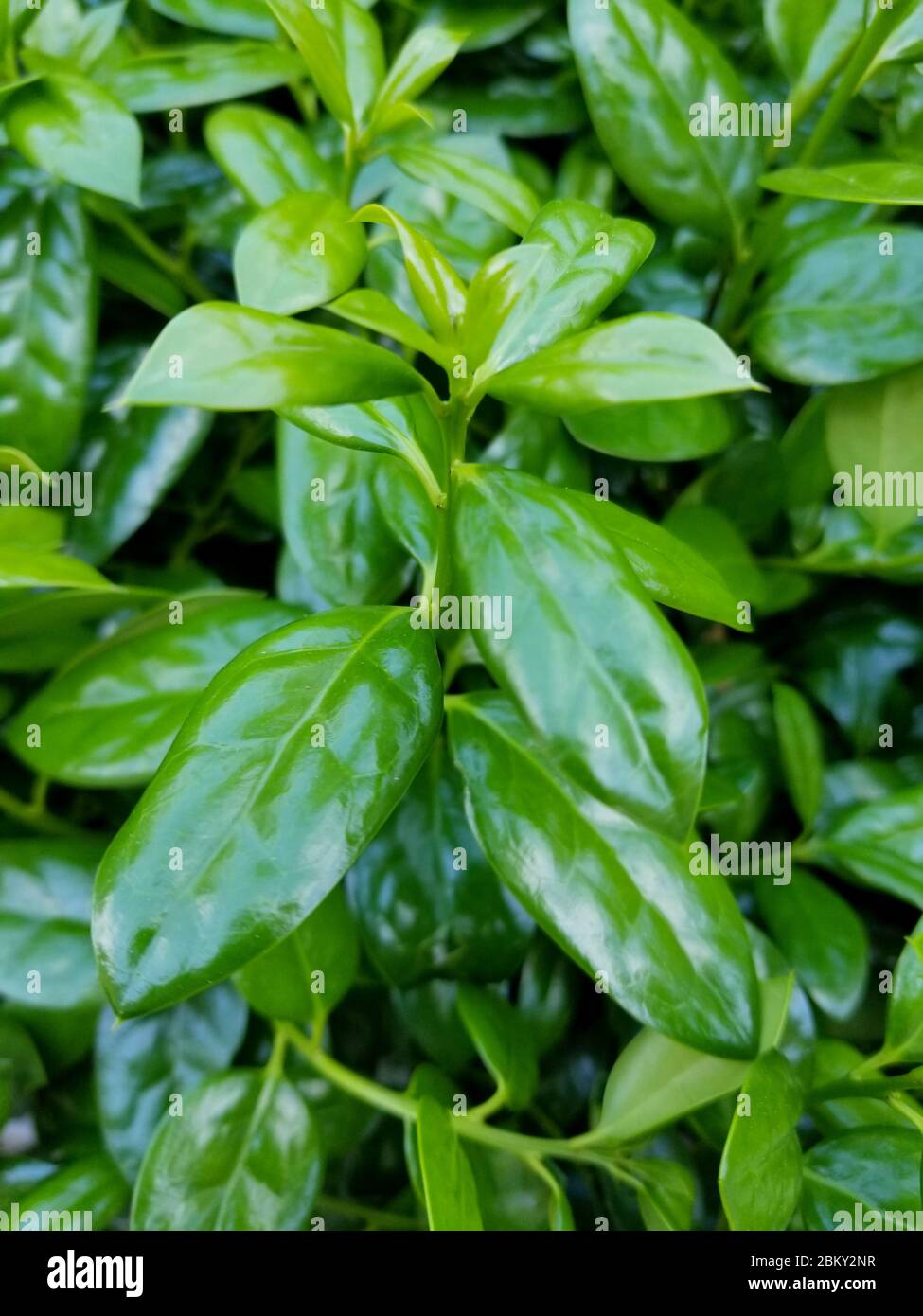 Holly Needlepoint, an evergreen and deer resistant plant Stock Photo
