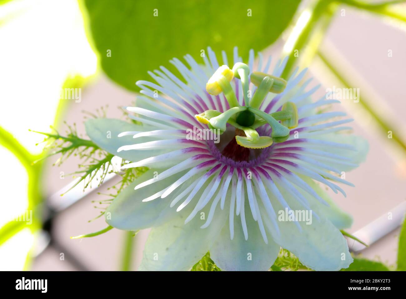 Nature Bright White Pink Green Flower Shot In Vivid Colors Outside At The Botanical Gardens On A Warm Spring Morning With Natural Morning Light Stock Photo Alamy