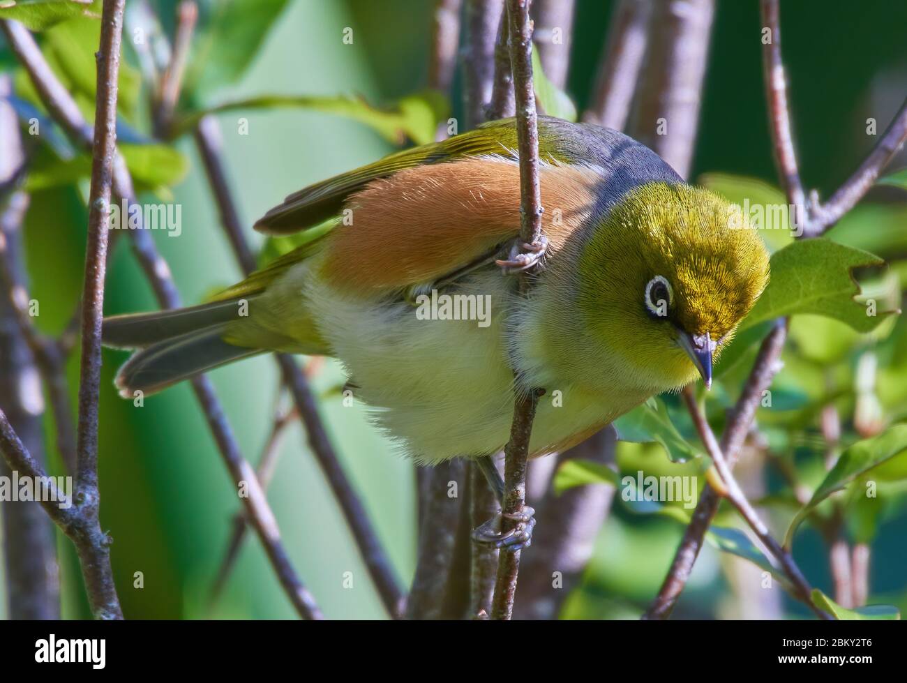 Silvereye perched in a forest setting Stock Photo