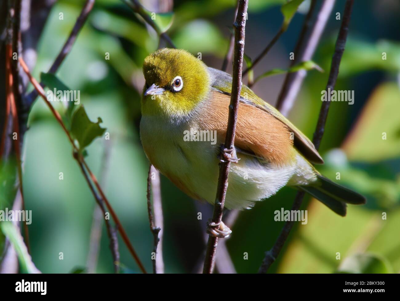 Silvereye perched in a forest setting Stock Photo