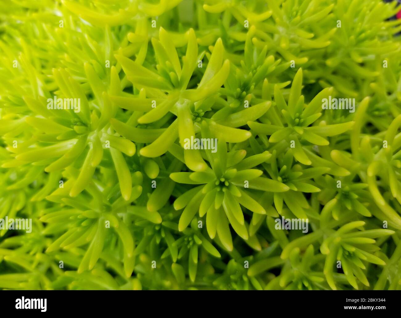 Ground cover plant hi-res stock photography and images - Alamy