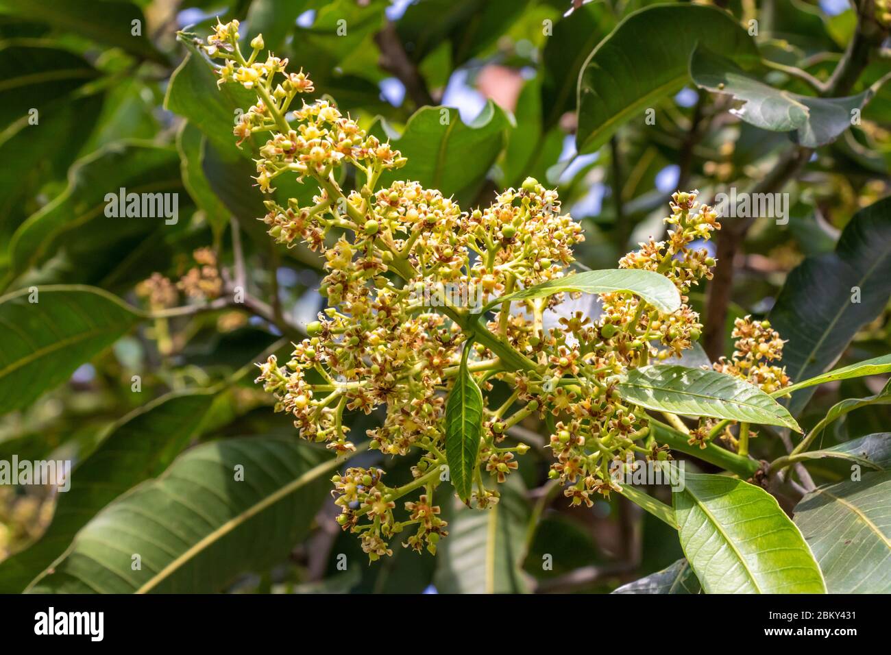 Mango tree in bloom with mango flowers appear in spring to summer Stock  Photo - Alamy