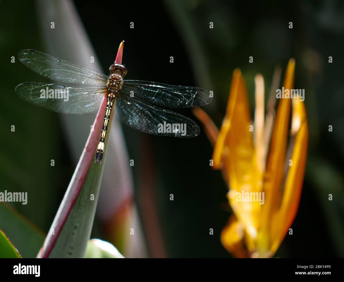 closeup of a dragon fly in the garden with the wings full opened Stock Photo