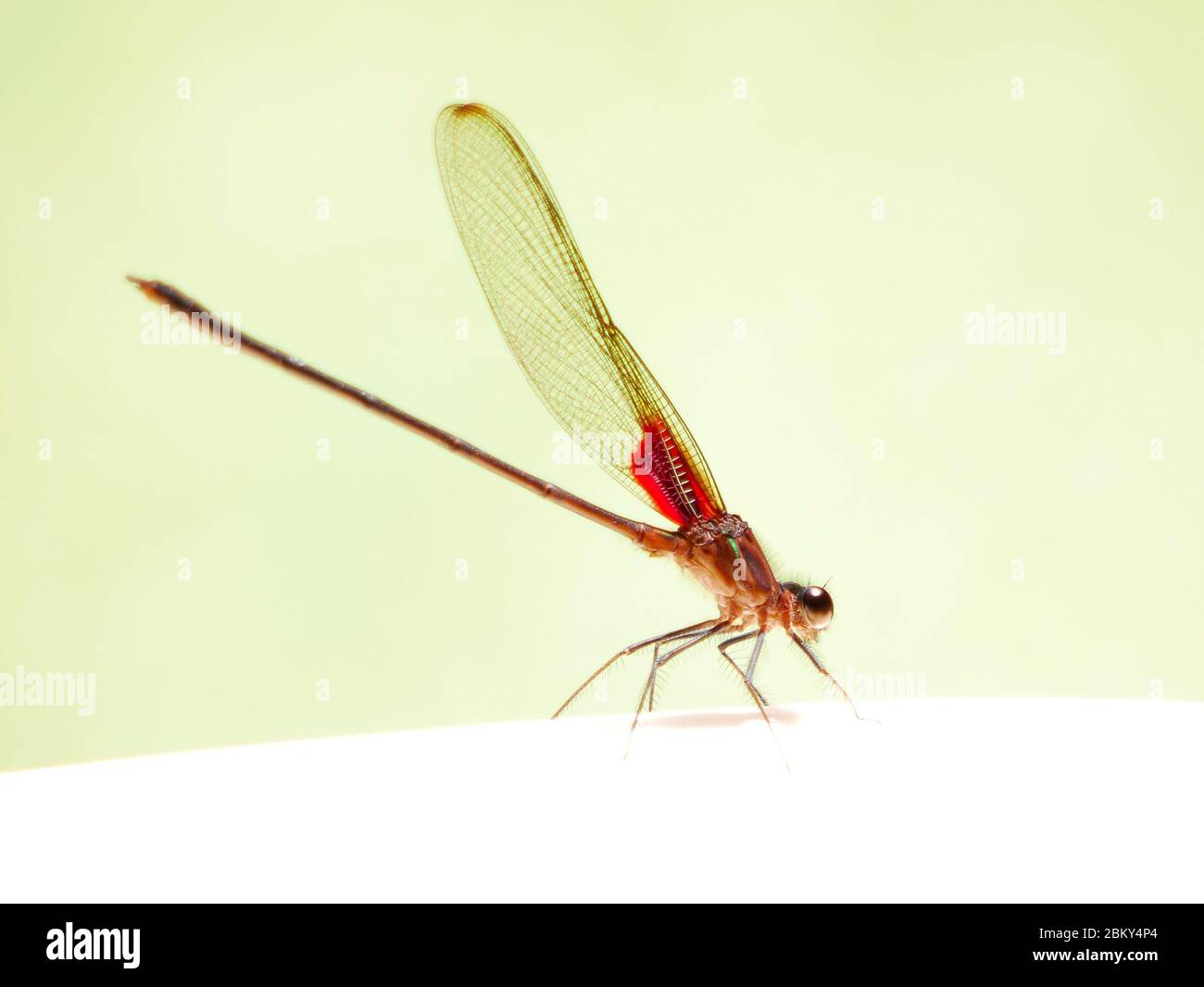 closeup of a dragon fly in the garden with the wings full opened side view Stock Photo