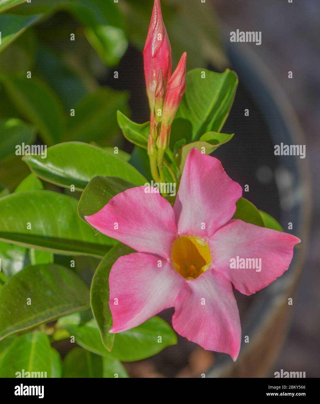 Dipladenia, Mandevilla Sanderi, is a annual shrub. With showy pink, red ...