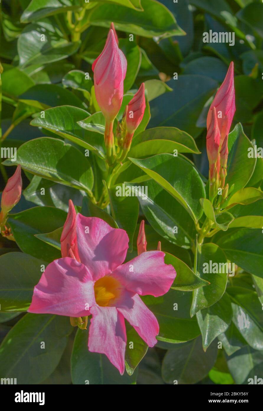 Dipladenia, Mandevilla Sanderi, is a annual shrub. With showy pink, red