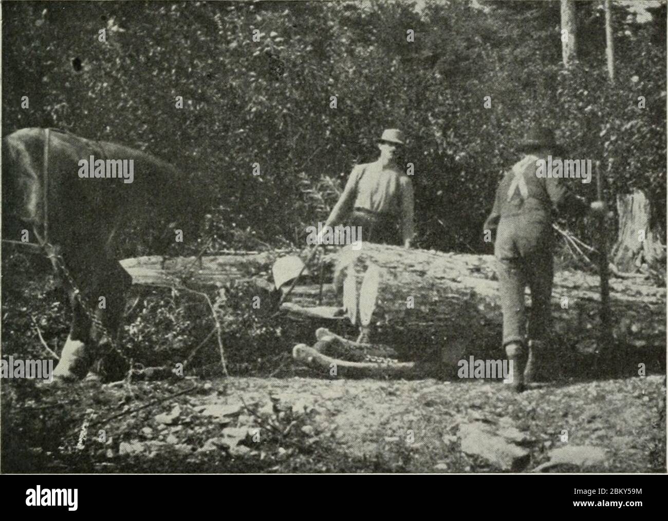 Historical logging methods hi-res stock photography and images - Alamy
