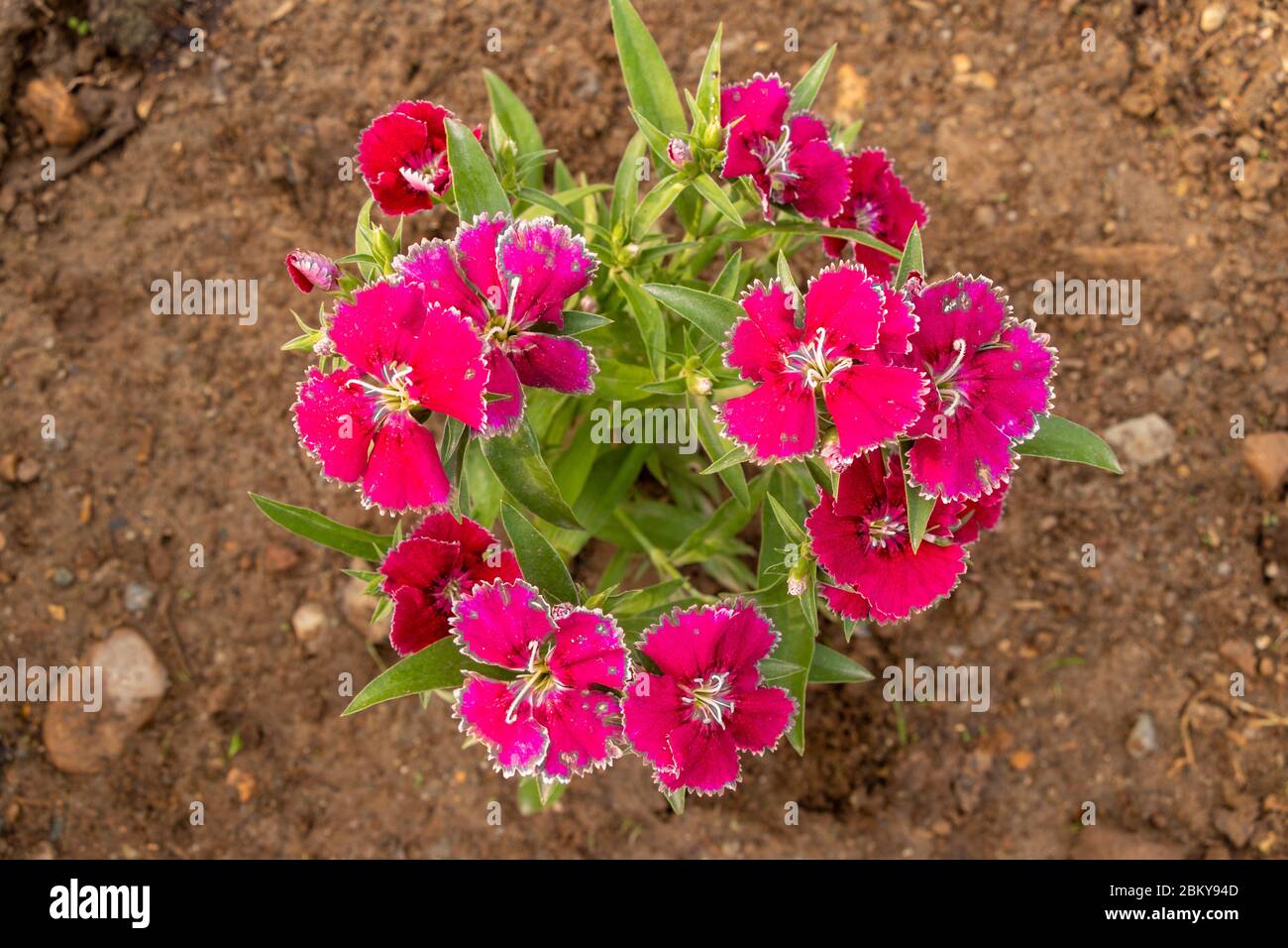 Red sweet william or dianthus barbatus  flower plant growing on soil, closeup Stock Photo