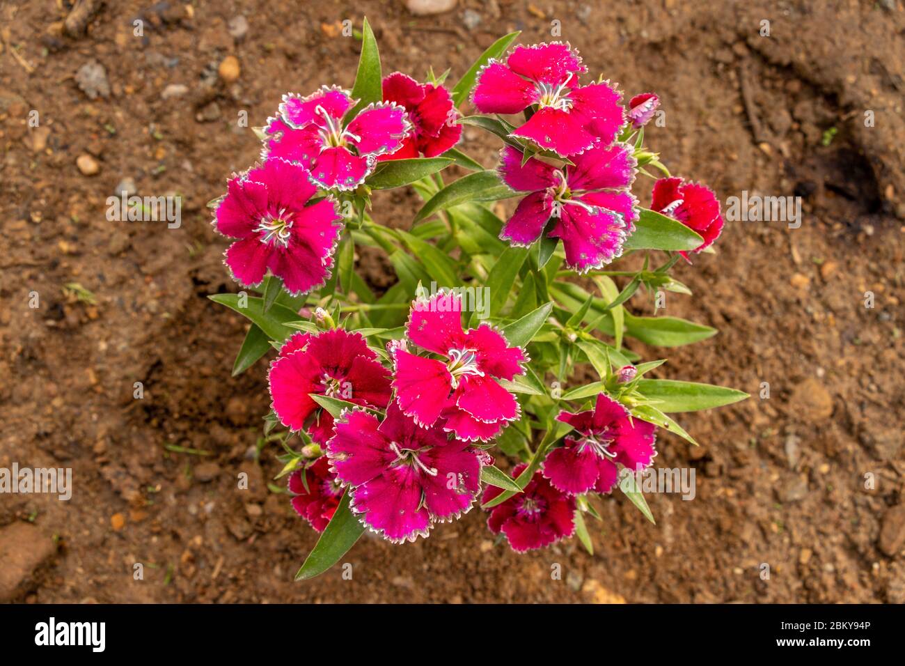 Red sweet william or dianthus barbatus  flower plant growing on soil, closeup Stock Photo