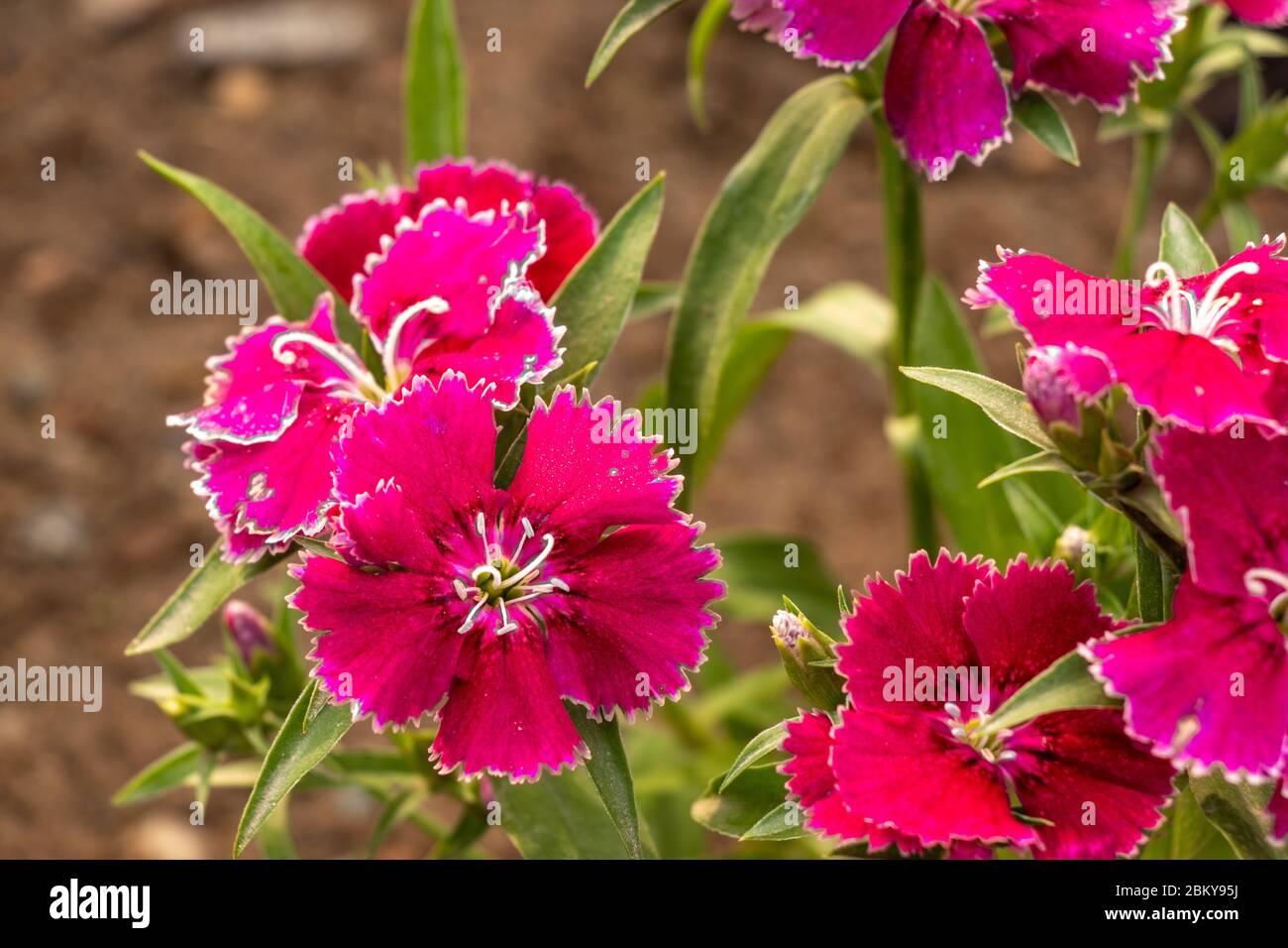 Red sweet william or dianthus barbatus  flower plant, close-up Stock Photo