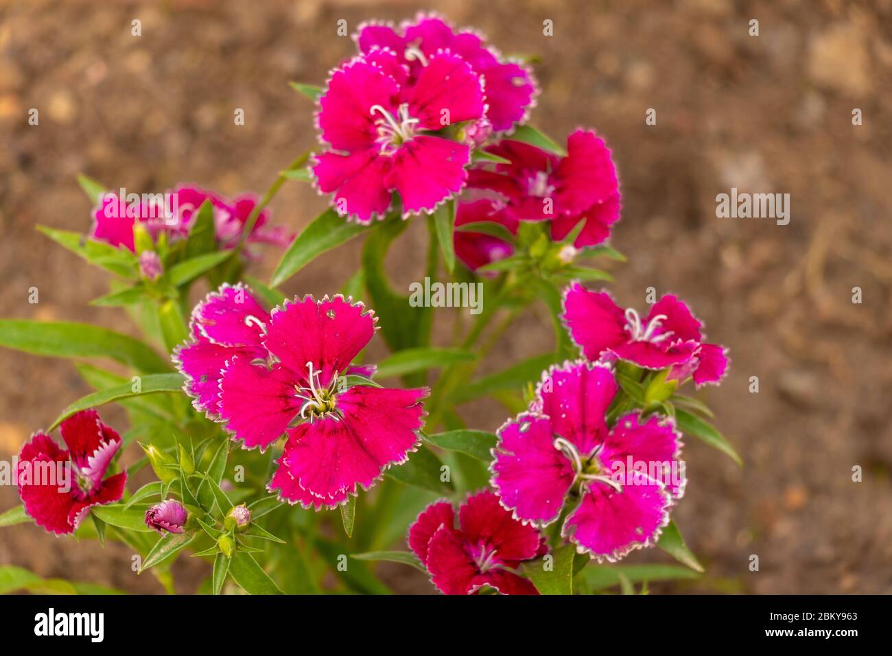 Red sweet william or dianthus barbatus  flower plant, close-up Stock Photo