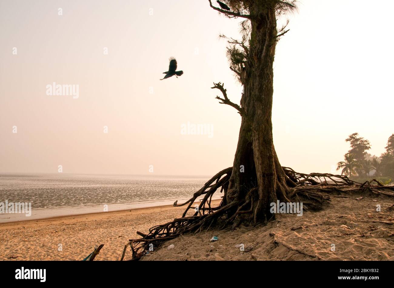 Beautiful scene of sea beach with tree and flying bird on the foreground at Chandipur, Orissa, India. Stock Photo